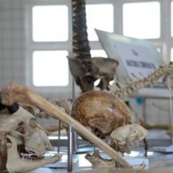 Museu de anatomia: ala com peças sintéticas 